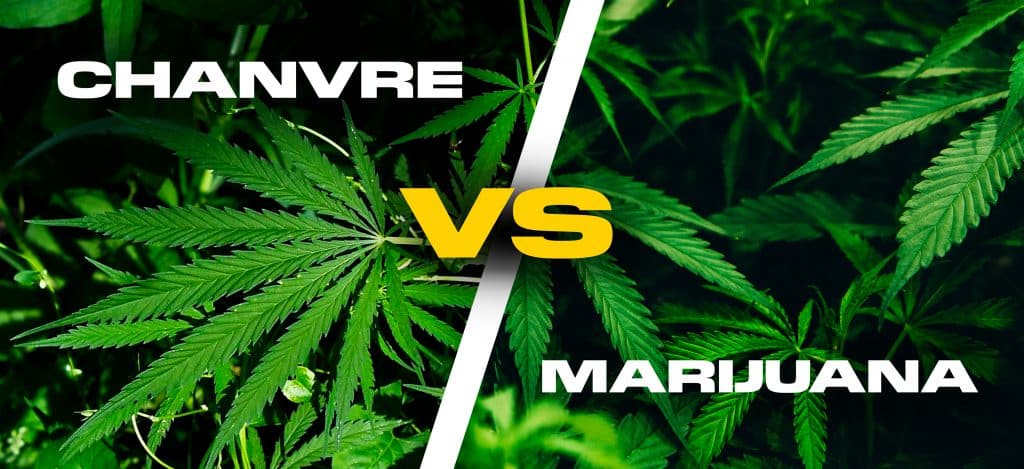 chanvre vs marijuana